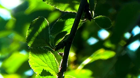 Cherries hang on a branch Stock Footage 96051132