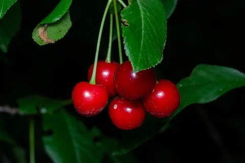 Cherries hang from a tree, capturing a moment of natural sweetness. Stock Photos
