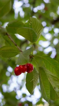 Cherries hanging on a branch Stock Photos