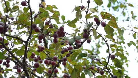 Cherries hanging from the branches of a cherry fruit tree Stock Footage 248828924