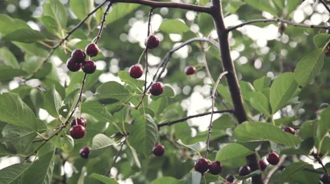 Cherries hanging on a cherry tree branch Stock Footage 51614372