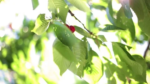 Cherries Hanging On A Cherry Tree Branch Stock Footage 85488214