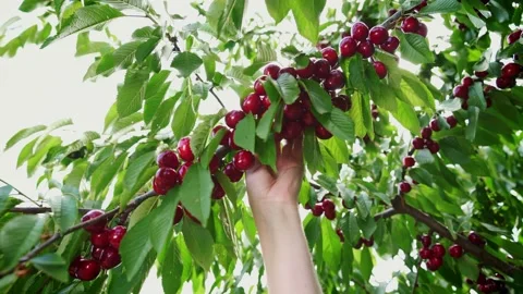 Cherries hanging on a cherry tree branch. Woman picking cherries from tree. Stock-Footage 165741742
