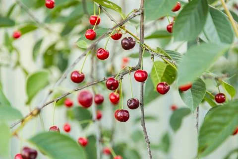 Cherries hanging on a cherry tree branch Stock Photos