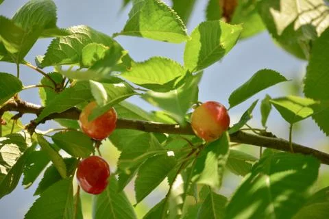 Cherries hanging on a cherry tree branch Stock Photos