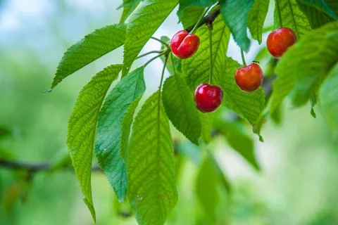 Cherries hanging on a cherry tree branch 写真素材