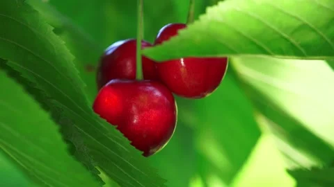 Cherries hanging to their tree Video stock 133423615