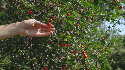 Cherries hanging on the tree. 스톡 동영상 65796875