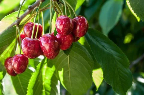 Cherries hanging from a tree Stock Photos