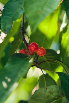 Cherries hanging in tree Stock Photos