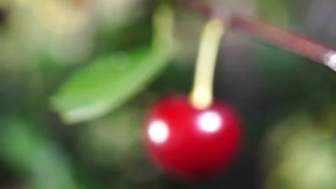Cherries harvest Video stock 134033684