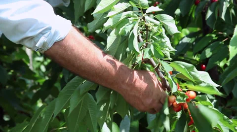 Cherries harvest, orchard, cherry tree, farmer picking ripe fruits in basket Stock Footage 39566226