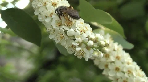 Cherries on her bee Stock Footage 5504365