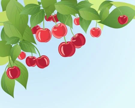 Cherries Stock Illustration