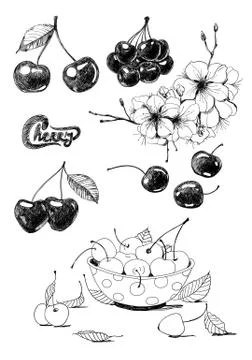 Cherries Stock Illustration