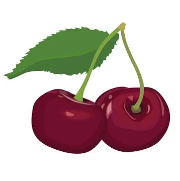 Cherries isolated. Cherry fruit set. Ripe sweet berry food collection. Stock Illustration