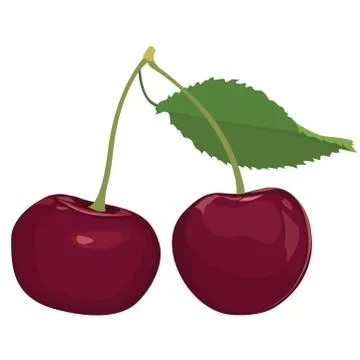 Cherries isolated. Cherry fruit set. Ripe sweet berry food collection. Illustrazione stock