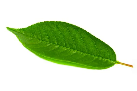 Cherries isolated on the white background Stock Photos