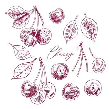 Cherries with leaves on a branch, isolated elements, vector illustration, logo Illustrazione stock