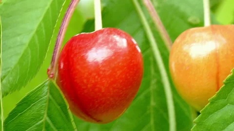 Cherries move in the wind Stockbeeldmateriaal 51508121