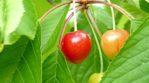 Cherries move in the wind Stock Footage 51509594