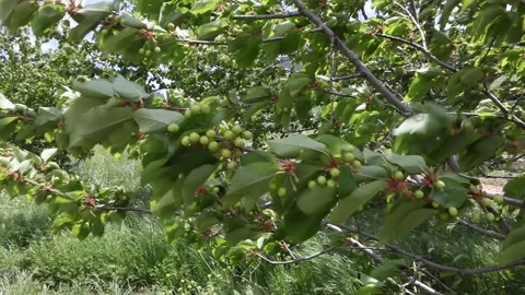 Cherries not wall in windy weather Stock Footage