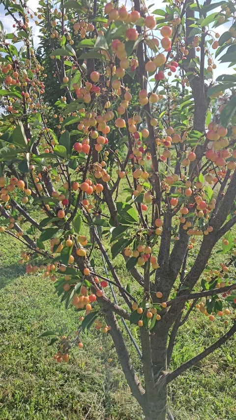Cherries in the orchard Stock Footage 310191473