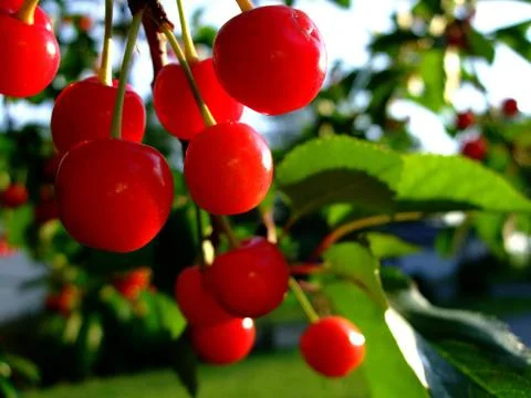 Cherries Stock Photos