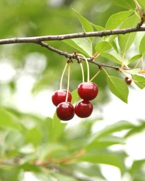 Cherries Stock Photos