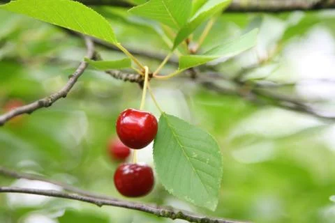 Cherries Stock Photos