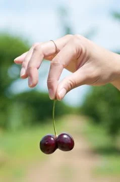 Cherries Stock Photos