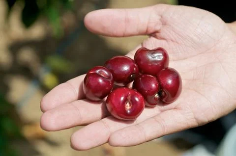 Cherries Stock Photos