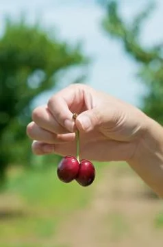 Cherries Stock Photos