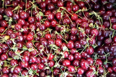 Cherries 写真素材