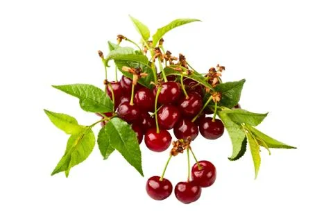 Cherries Stock Photos