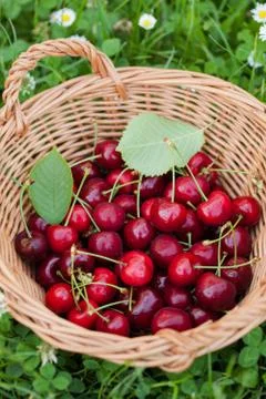 Cherries Stock Photos