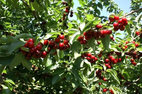 Cherries Stock Photos