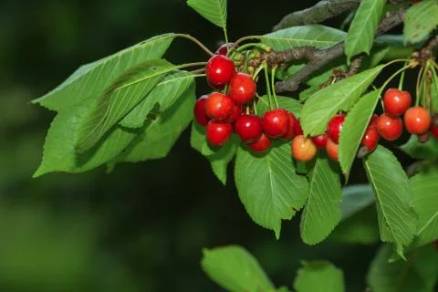 Cherries Stock Photos