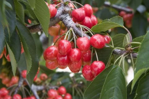 Cherries Foto stock