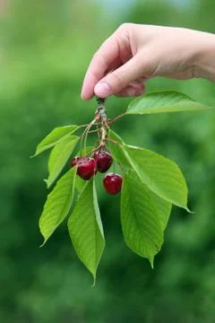 Cherries Stock Photos
