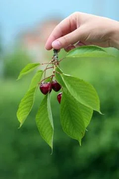 Cherries Stock Photos