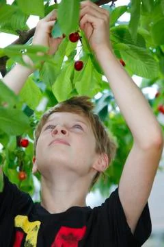 Cherries Stock Photos
