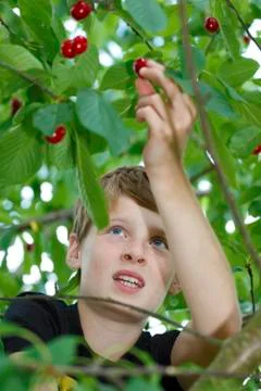 Cherries Stock Photos