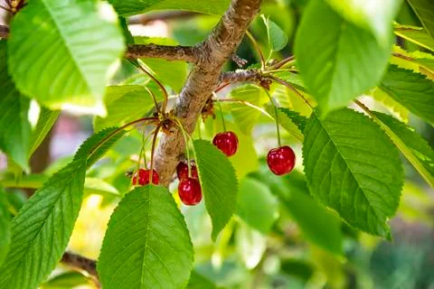 Cherries Stock Photos