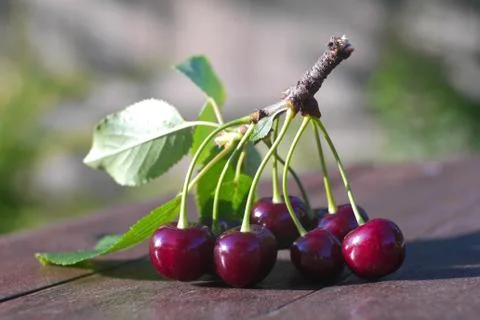 Cherries Stock Photos