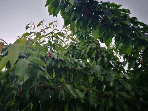 Cherries Stock Photos