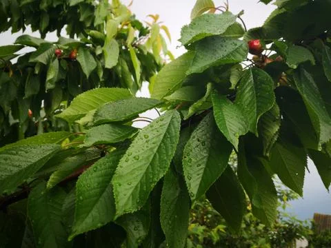 Cherries Stock Photos
