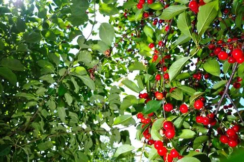 Cherries Stock Photos