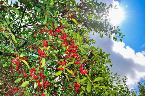 Cherries Stock Photos