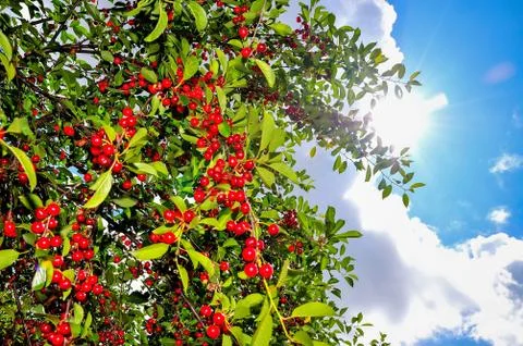 Cherries Stock Photos